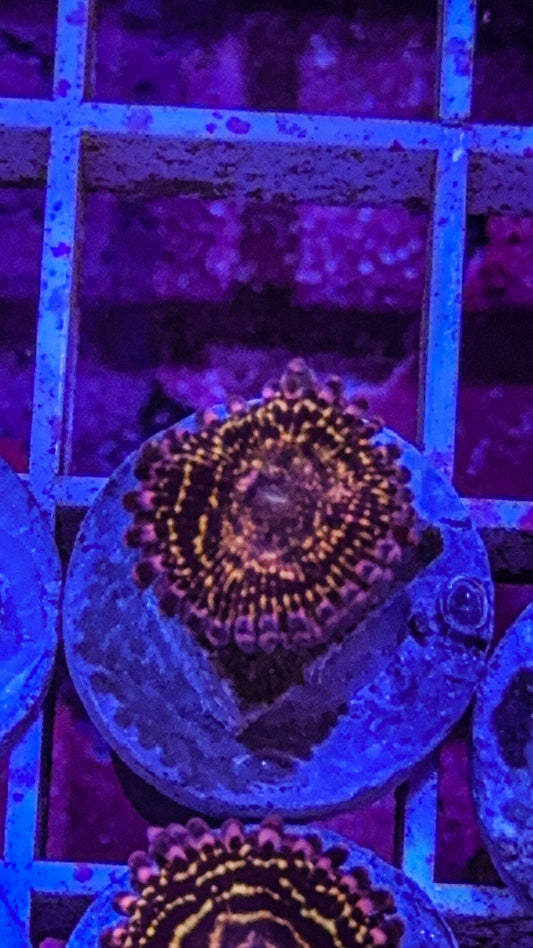 Stratosphere Zoa (WYSIWYG)