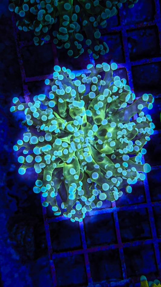 Teal Tip Frogspawn (WYSIWYG)