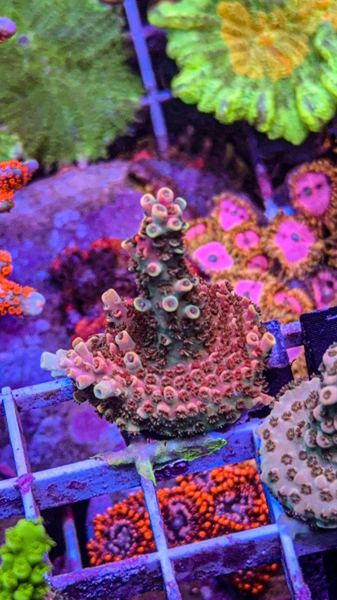 Bill Murray Acropora (WYSIWYG)