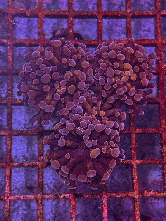 Pink Hologram Hammer (WYSIWYG)