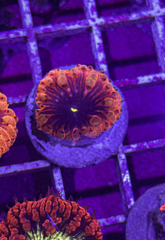 Black Hole Blasto (WYSIWYG)