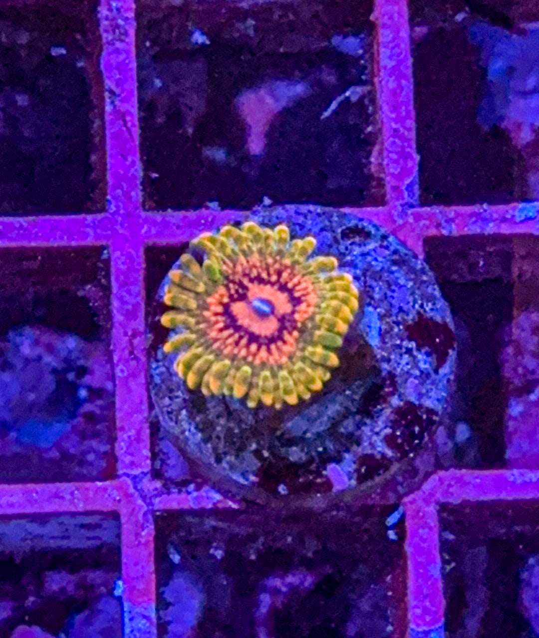 GMK “Grand Master Krak” Zoa (WYSIWYG)