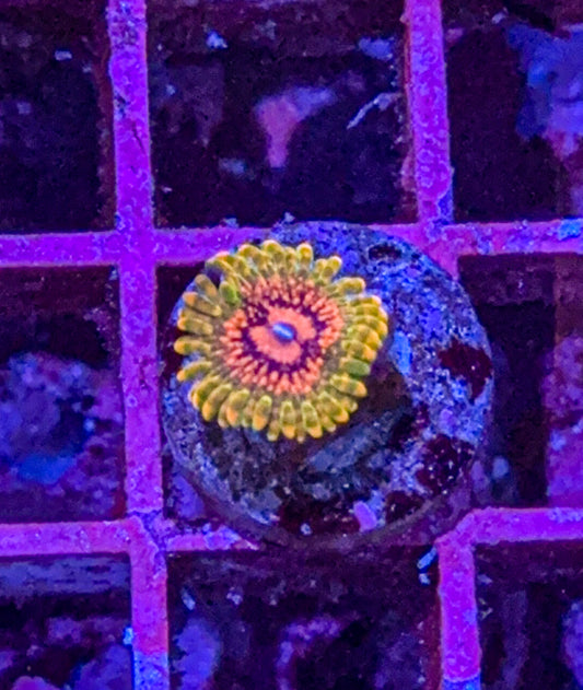 GMK “Grand Master Krak” Zoa (WYSIWYG)