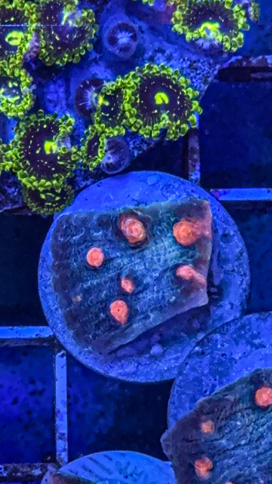 Moon Rocks Chalice (WYSIWYG)