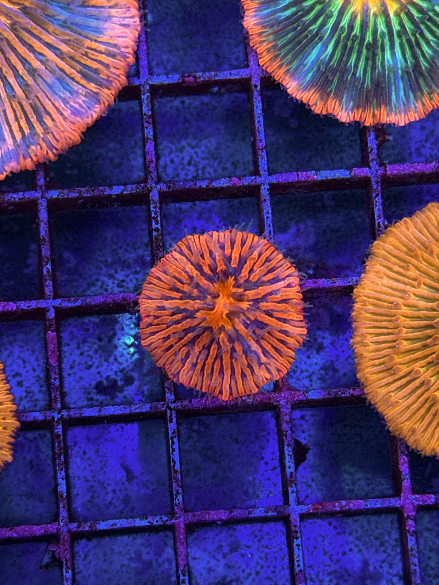 Unique Fungia (WYSIWYG)