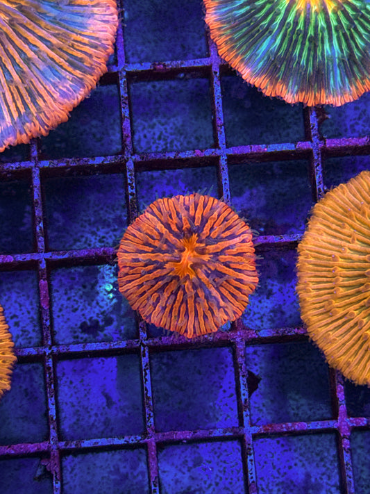 Unique Fungia (WYSIWYG)