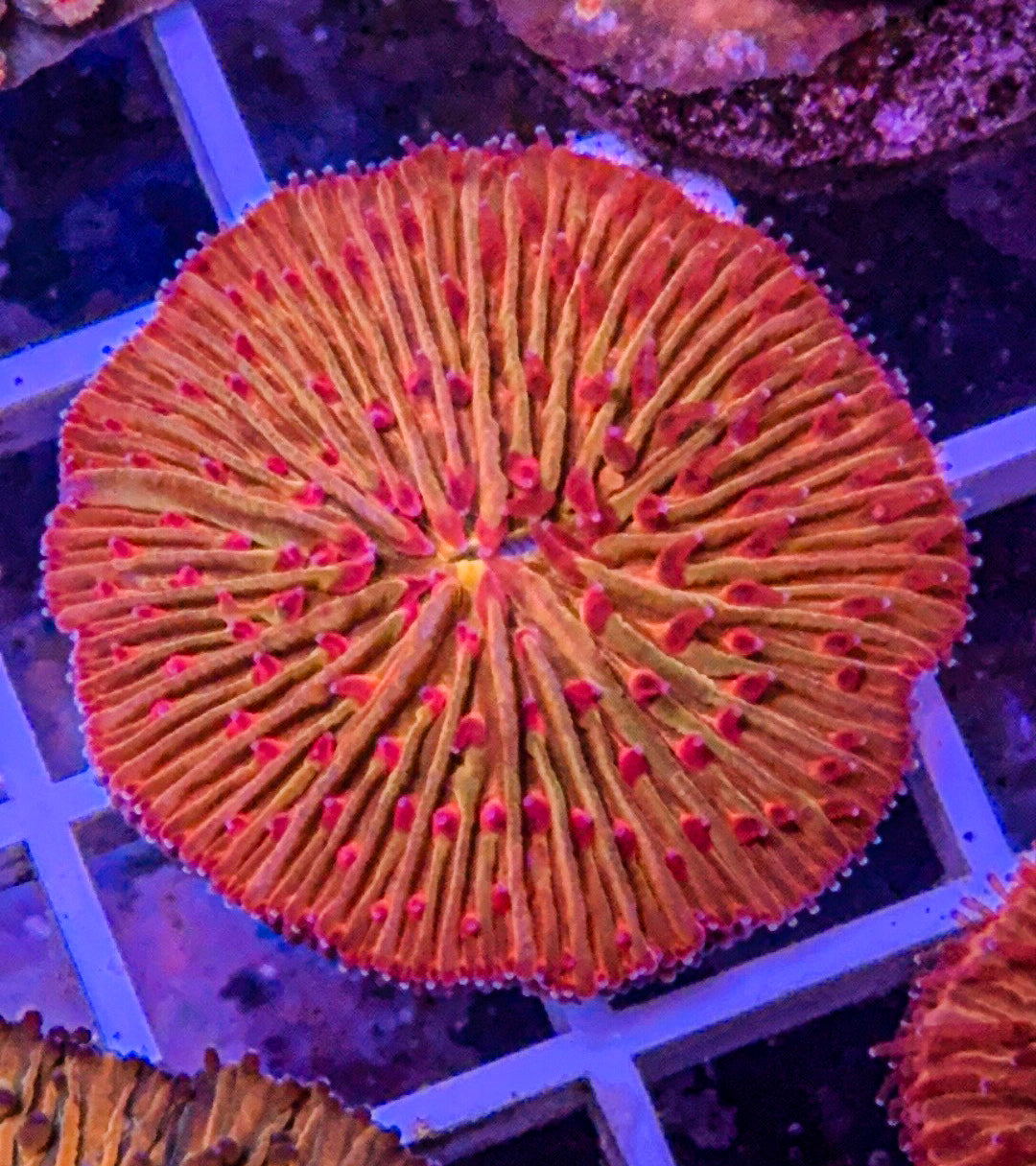 Bloodshot Fungia (WYSIWYG)