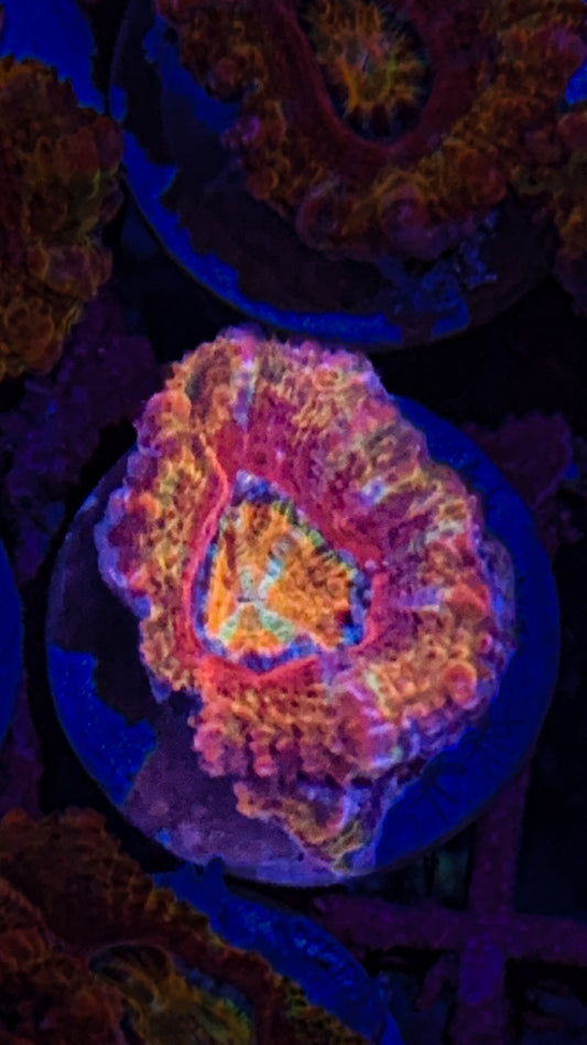 Rainbow Acan (WYSIWYG)