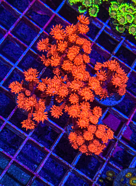 Blood Red Goni (WYSIWYG)