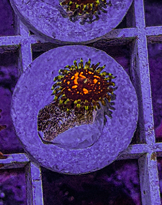 Ultimate Space Monster Zoas #4 (WYSIWYG)