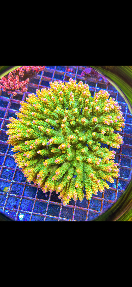 Chunky Palette Pink Tip Acro (WYSIWYG)
