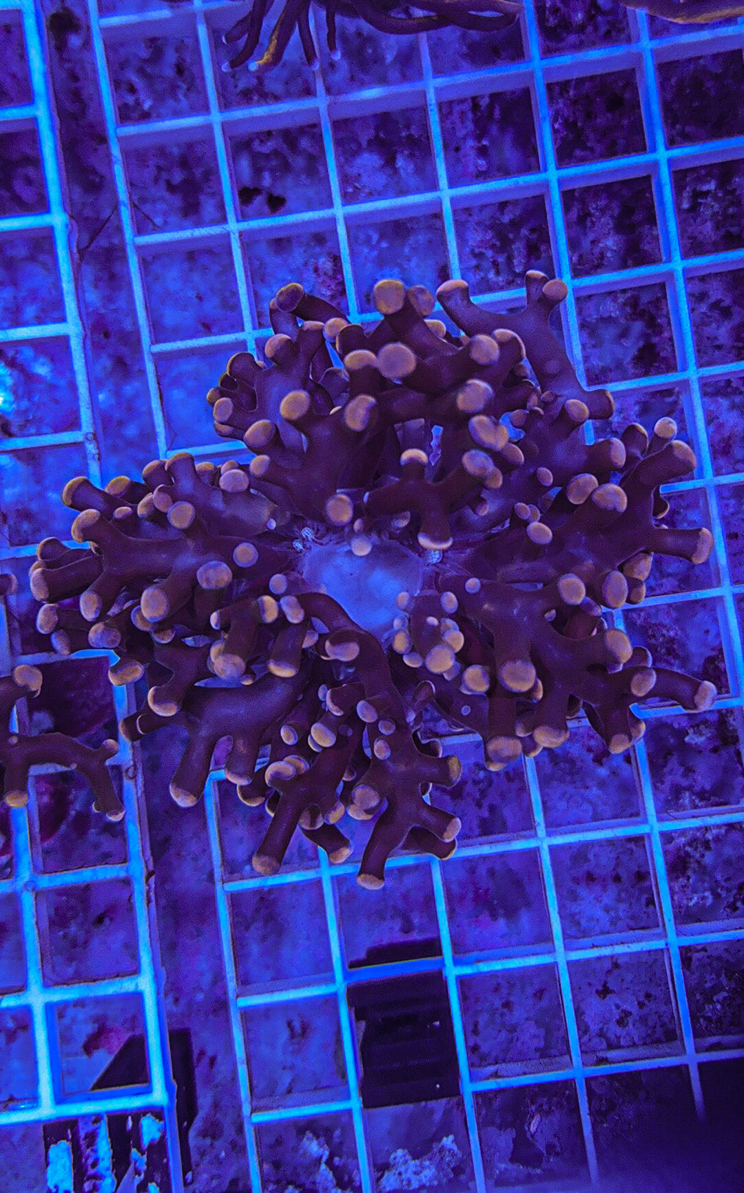 Pink Frogspawn (WYSIWYG)