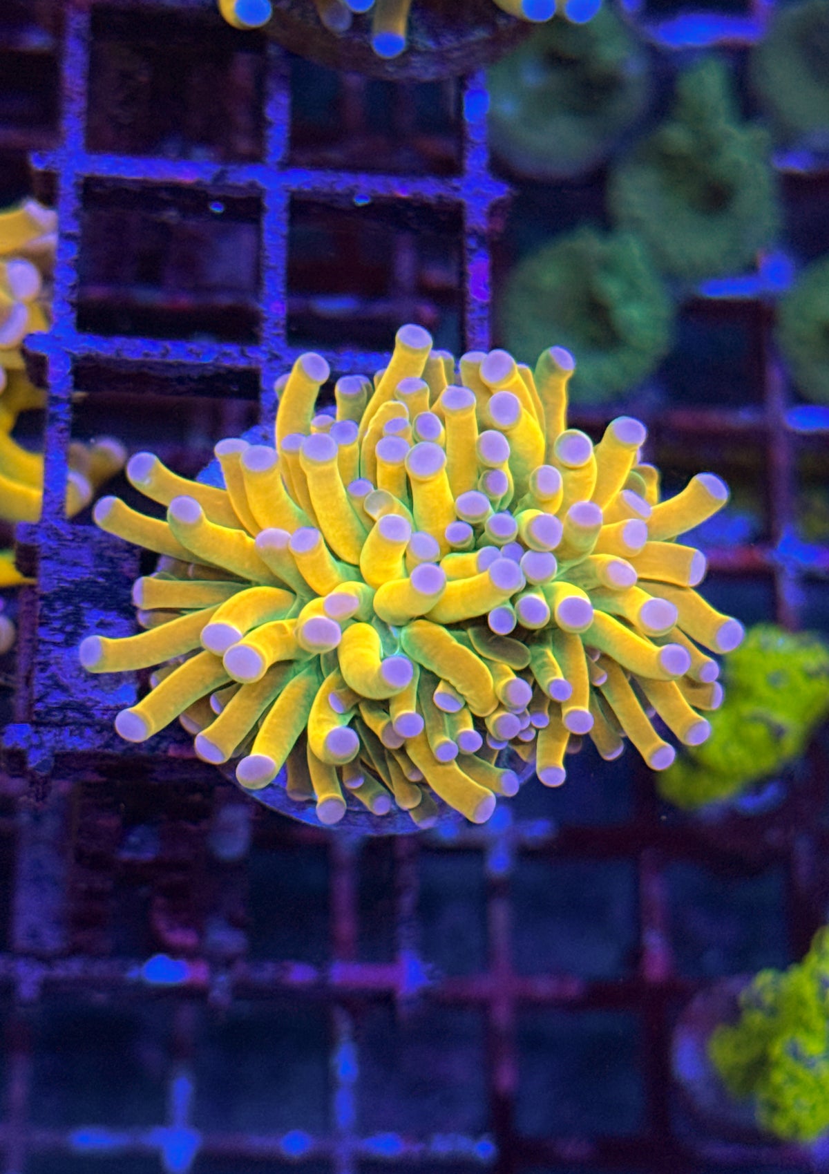Pink Tip Malaysian Holy Grail Torch (WYSIWYG)