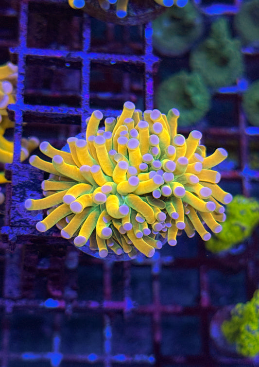Pink Tip Malaysian Holy Grail Torch (WYSIWYG)