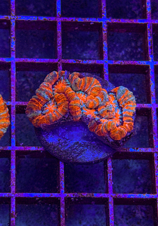 Rainbow Wilsoni (WYSIWYG)