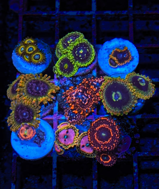 Zoa Pack #1 High End (WYSIWYG)