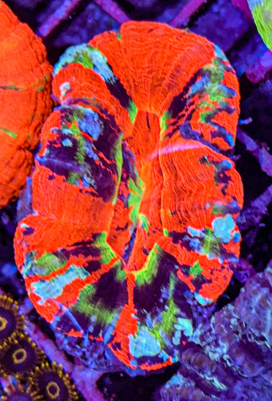 Ultra Master Scoly (WYSIWYG)