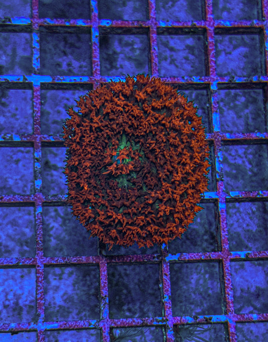 Saint Thomas Mushroom (WYSIWYG)
