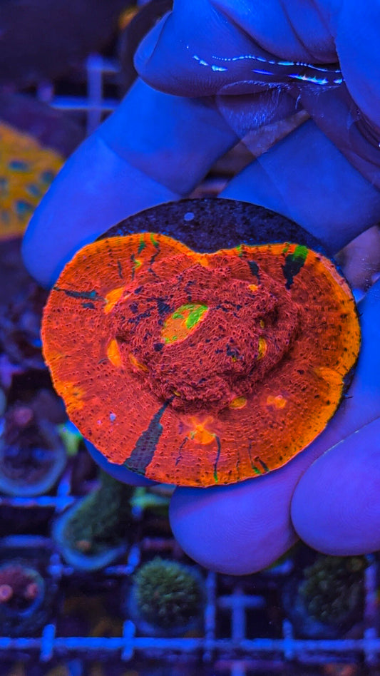 SC Dynamite Chalice Colony (WYSIWYG)