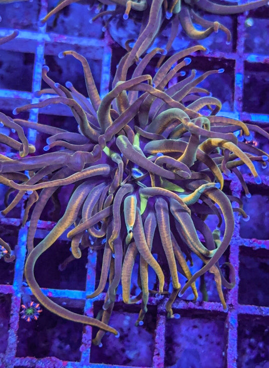 TCK Master Torch (WYSIWYG)