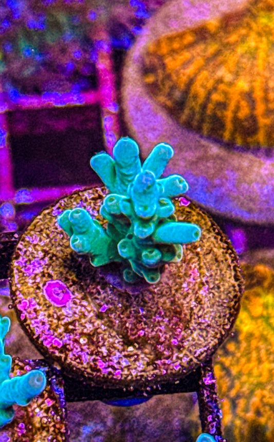 ORA Hawkins Echinata Acro (WYSIWYG)