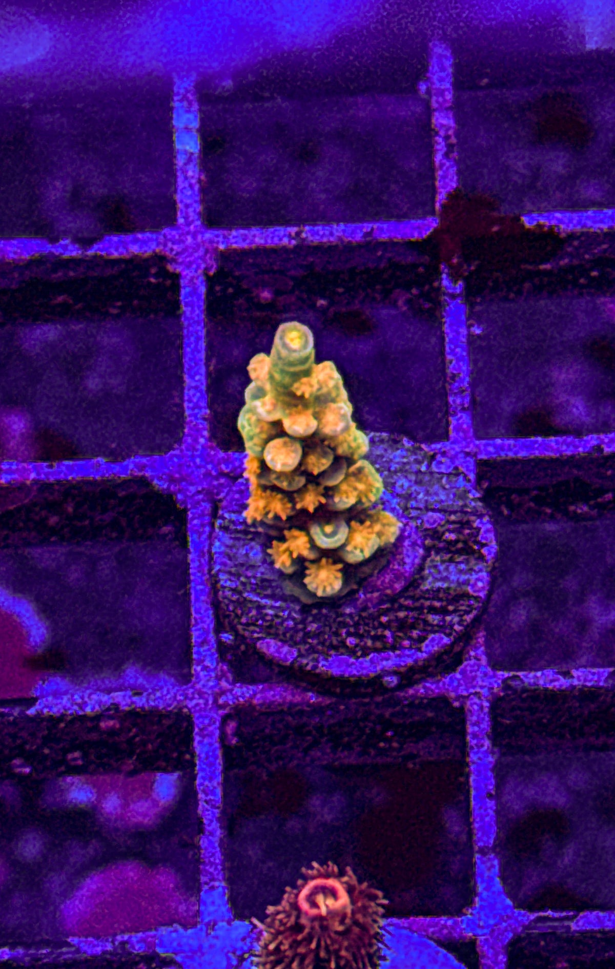 SC Orange Passion Acro (WYSIWYG)