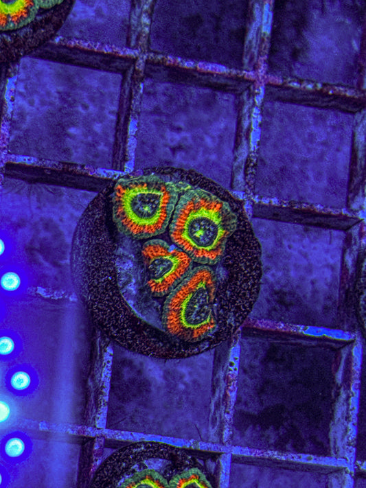 Holy Grail Micromussa Acan (WYSIWYG)