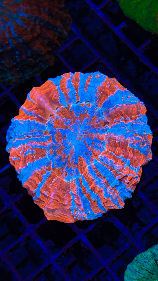 Super Bright Superman Acanthophyllia (WYSIWYG)