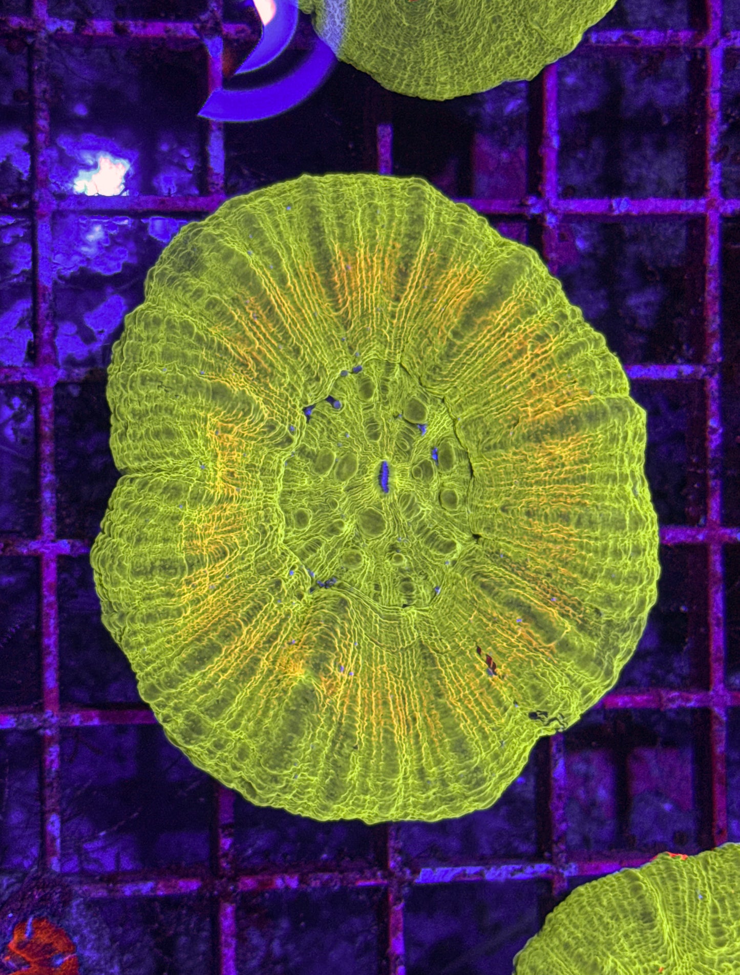 Yellow Ring Scoly (WYSIWYG)