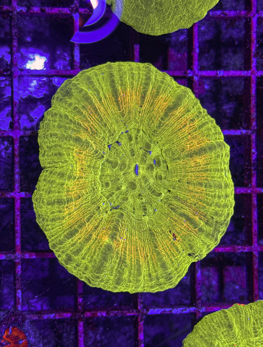Yellow Ring Scoly (WYSIWYG)