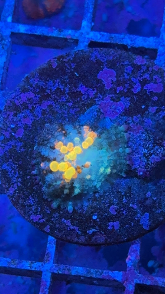 WWC OG Bounce Mushroom  (WYSIWYG)