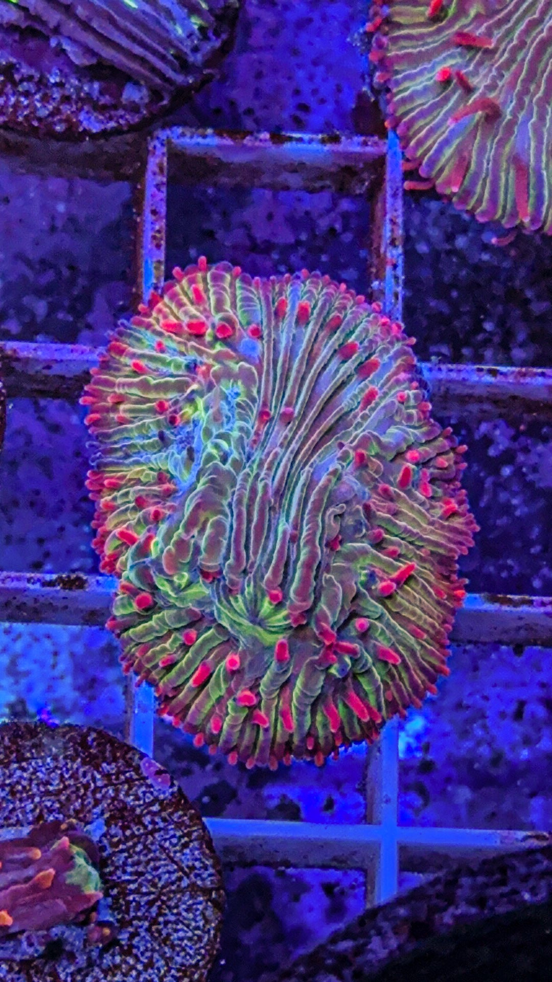 Diaseris Fungia AKA Plate Coral (WYSIWYG)