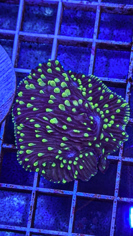 Diaseris Fungia Colony (WYSIWYG)