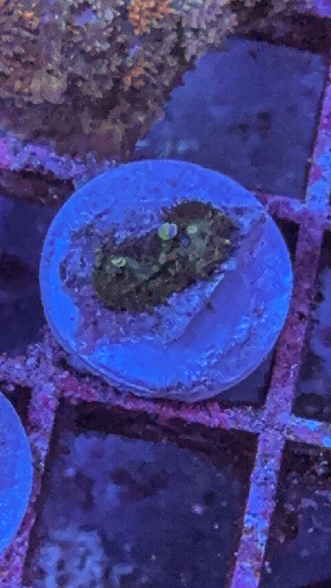 Wild Bounce Mushroom (WYSIWYG)