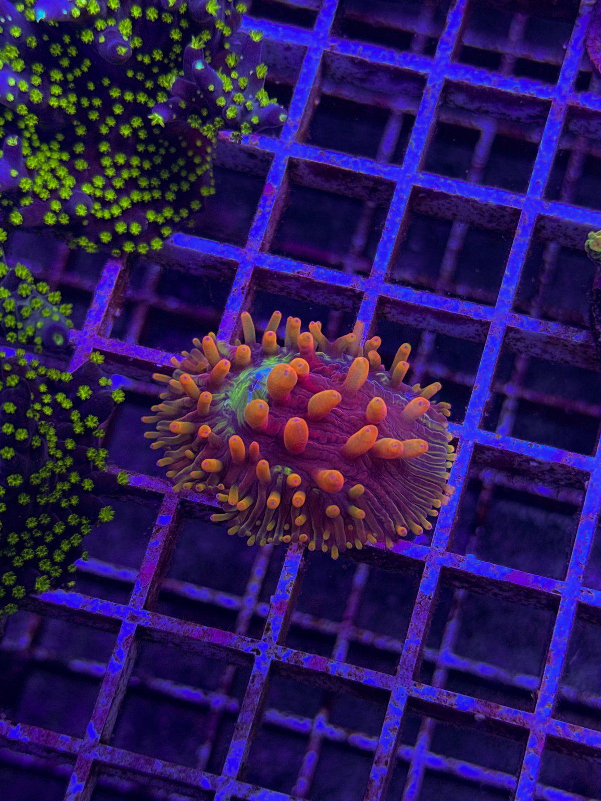 WCC Diablo Diaseris Fungia (WYSIWYG)