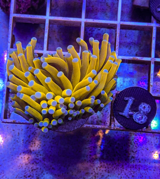 Banana Torch #18 (WYSIWYG)