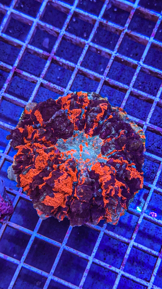 Acanthophyllia (WYSIWYG)