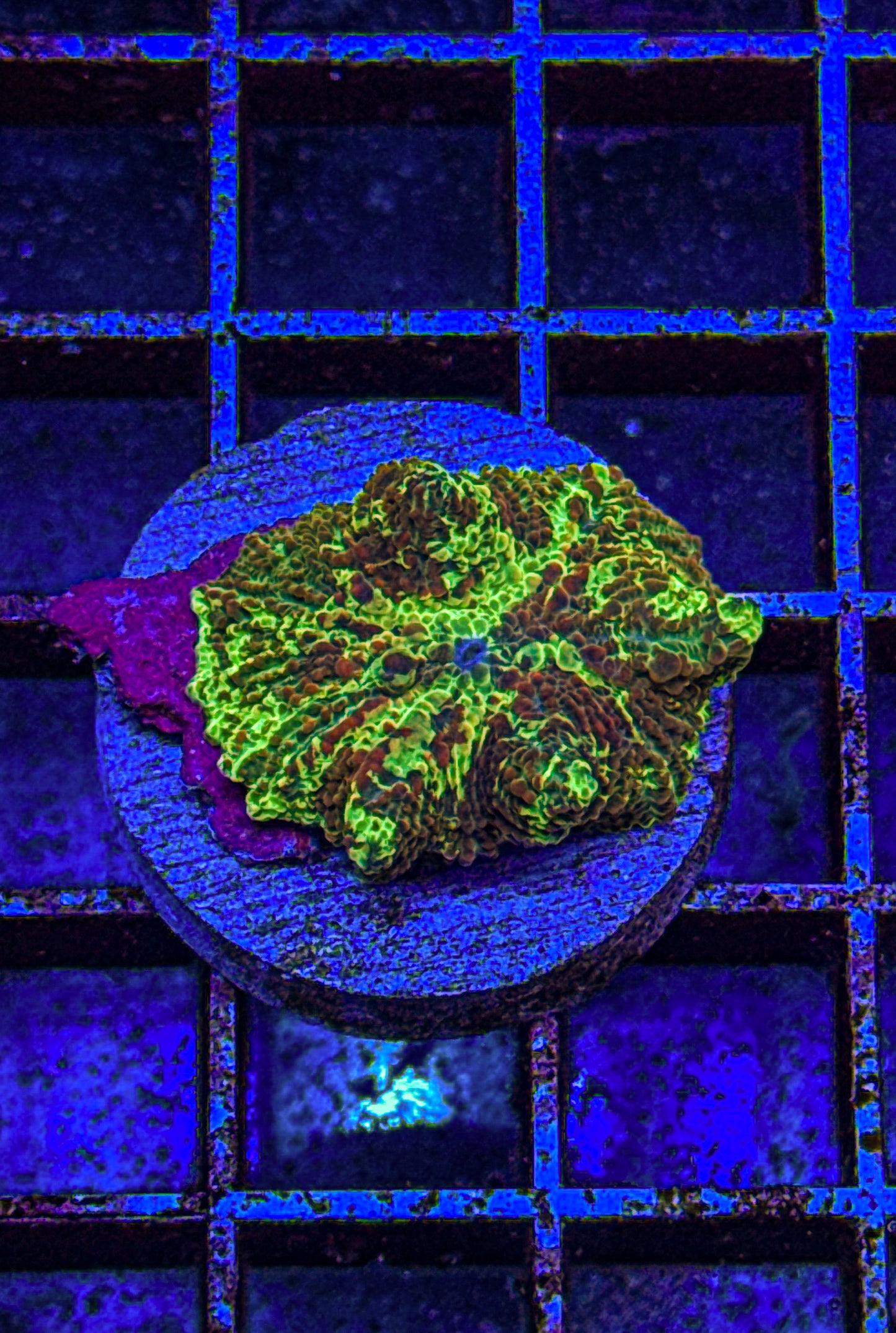 Kryptonite Jawbreaker Mushroom “Rare 3 color” (WYSIWYG)
