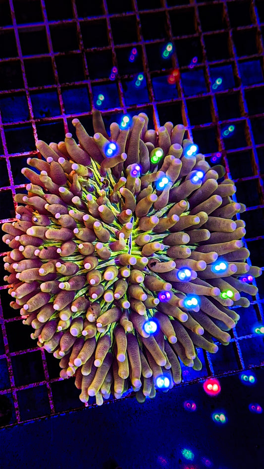 HG Heliofungia (WYSIWYG)