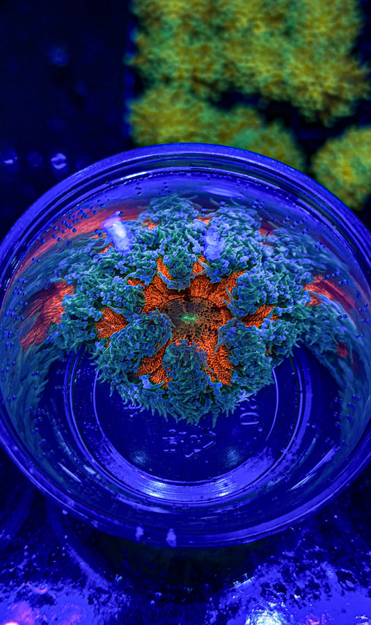 Ultra Rock Flower Anemone (WYSIWYG)