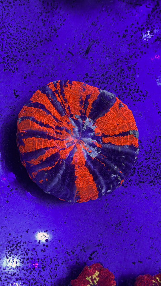 War Paint Scoly (WYSIWYG)