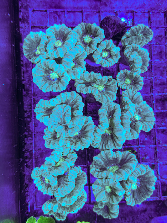 Blue/Teal Candy Cane (WYSIWYG)