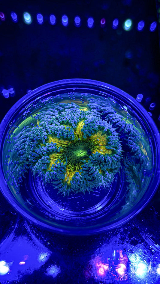 Ultra Rock Flower Anemone (WYSIWYG)