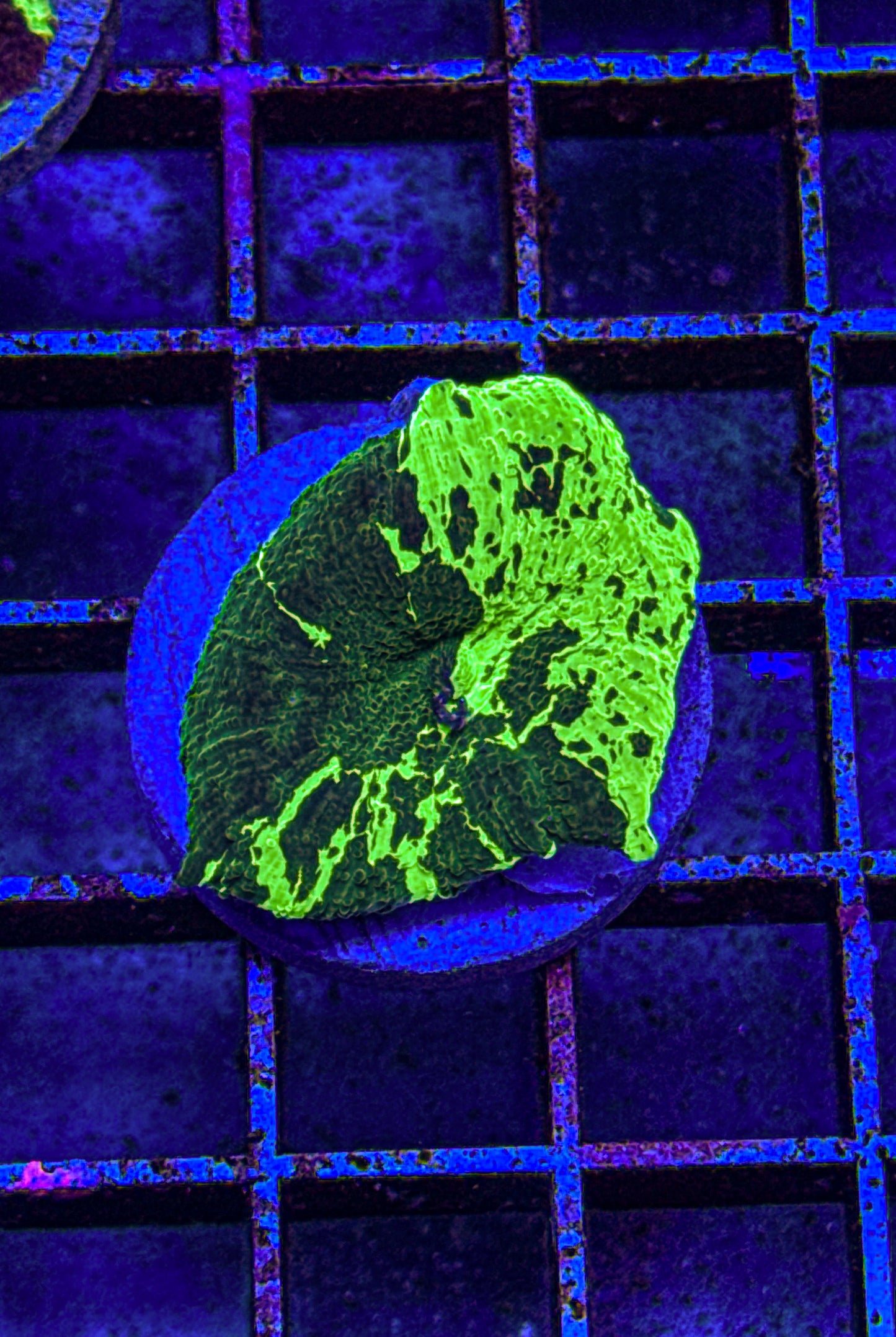Kryptonite Jawbreaker Mushroom (WYSIWYG)