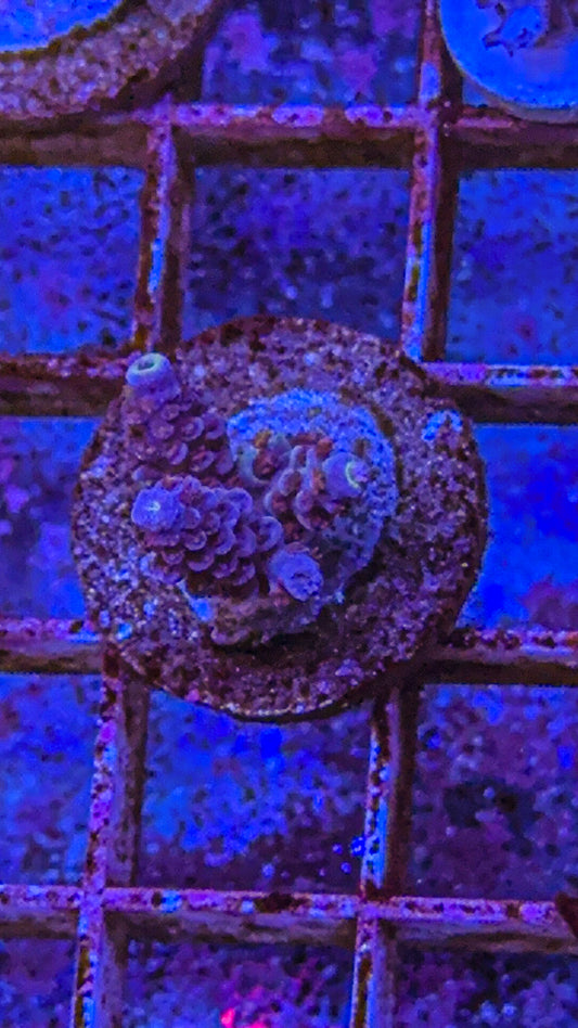 Tenuis Acro (WYSIWYG)