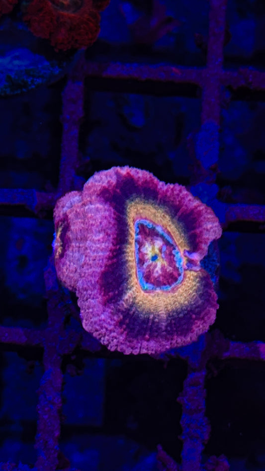 Asian Acan (WYSIWYG)