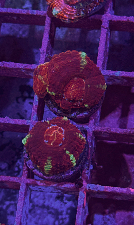 Asian Acan (WYSIWYG)