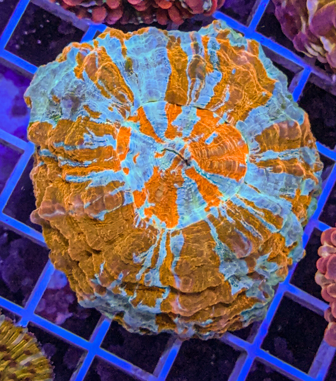 Acanthophyllia (WYSIWYG)