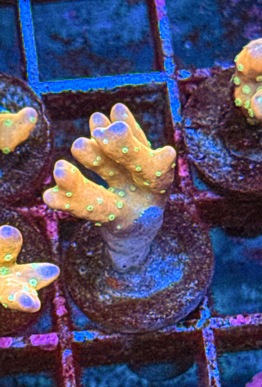Tropicana Anacropora (WYSIWYG)