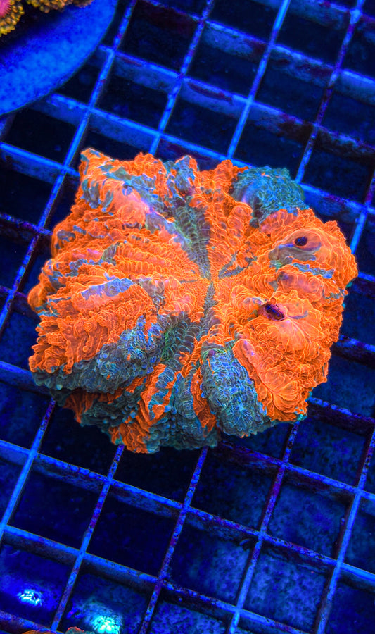 Acanthophyllia (WYSIWYG)